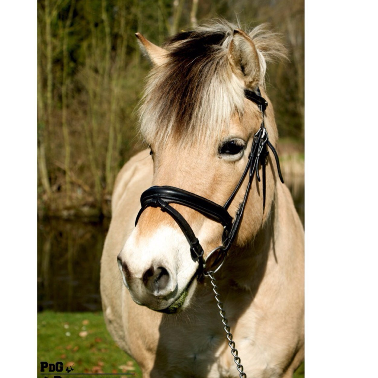 photography for animals . http://t.co/DRDh3iQ6RL