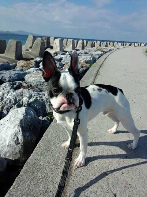 gomachan_dayo's profile picture. またの名をごましおといいます。よろしくお願いします。。。