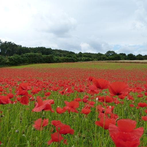 celticpipe's profile picture. 