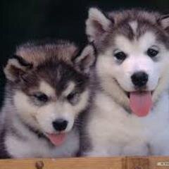 bioterris's profile picture. 