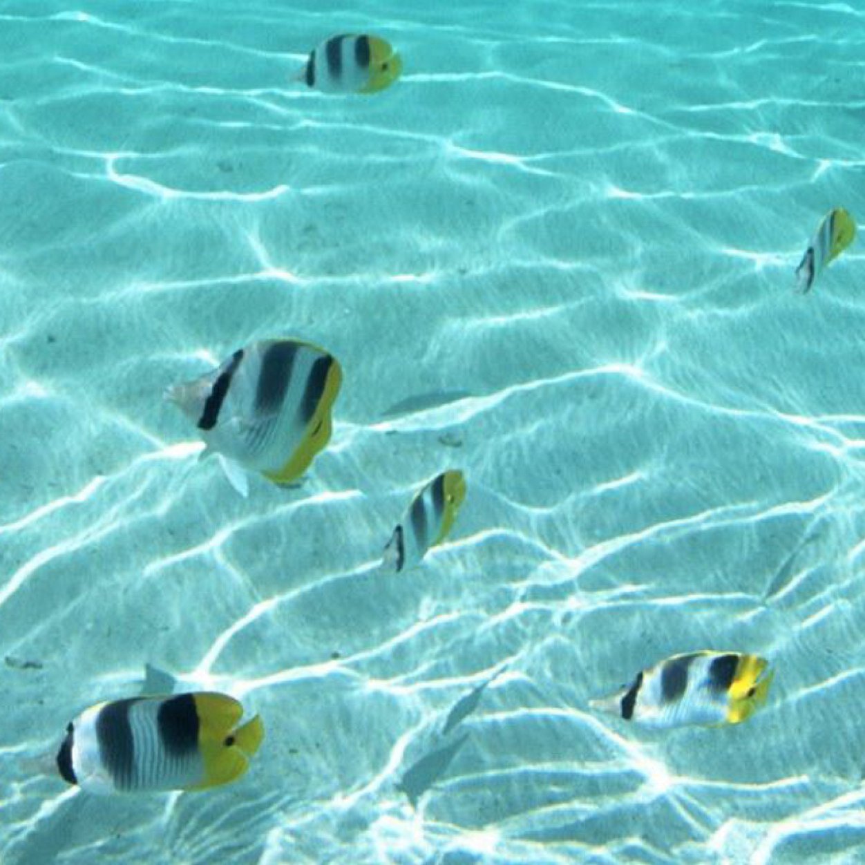 Nanashi0623's profile picture. はい