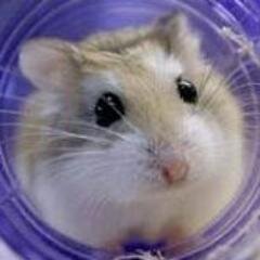 all about the Roborovski Hamster