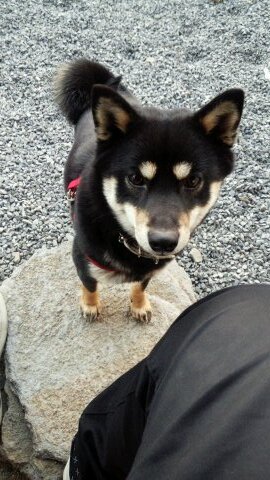 akiunohisa's profile picture. I love things outdoors. I like especially fishing and bicycle. Thanks in advance. I am a high school student in Japan.