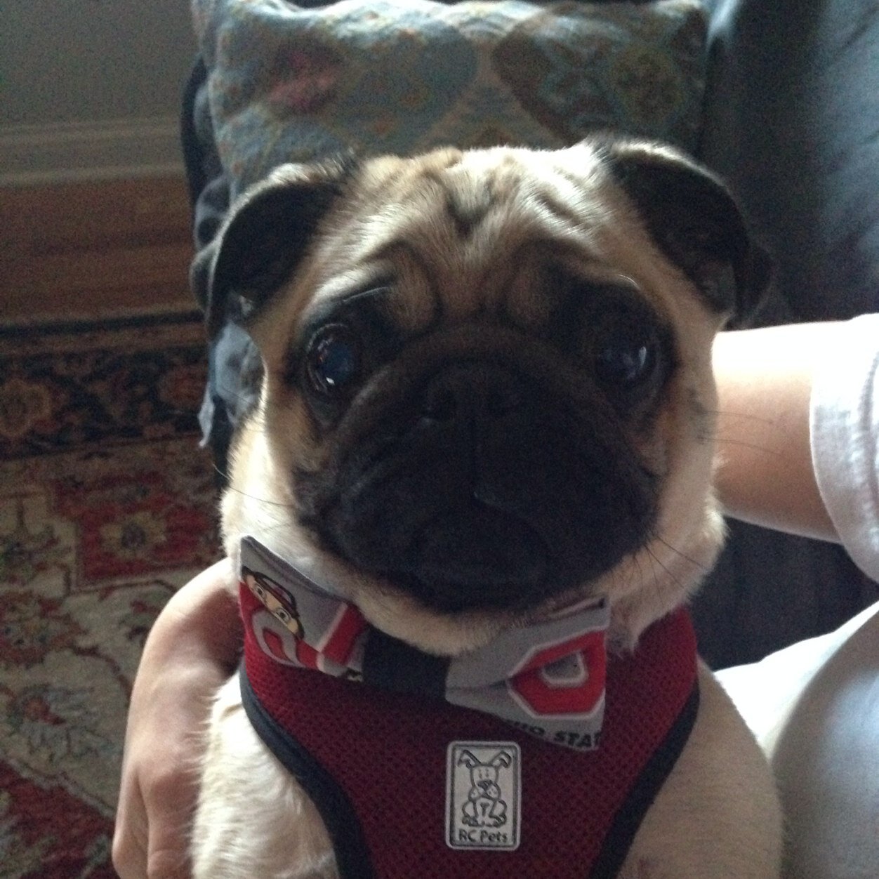 Pug life in Ohio. I enjoy the finer things: chew sticks, peanut butter and human food.