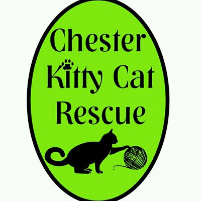 Chester Kitty Cat Rescue Chester Kitty Cat Rescue