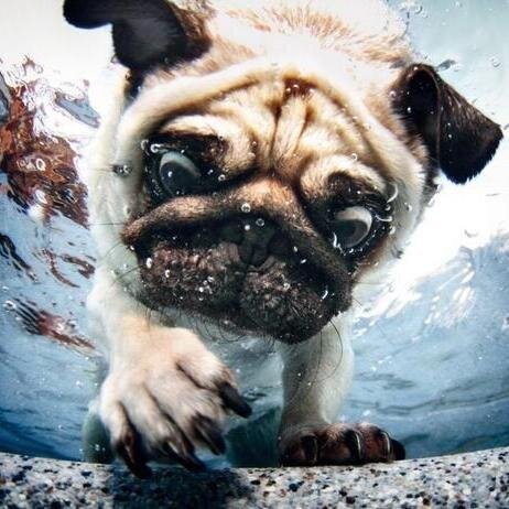 Incroyables photos prisent sous l'eau