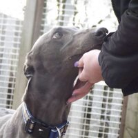 Makants Greys Rescue(@MakantsGreys) 's Twitter Profileg