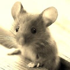 dmuis's profile picture. Bouwvakker. Voor al uw kunststofkozijnen.  Bovenal Pake.