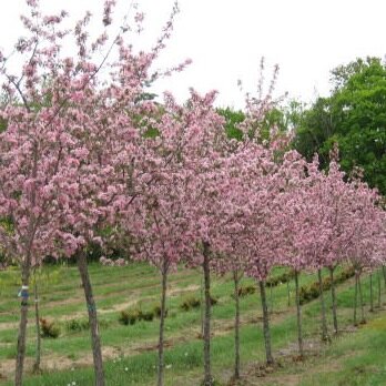 Rockwood Forest Nurseries is a long-time champion of the green-thumb arts. Locally owned, locally grown, locally operated. Come see the difference local makes.