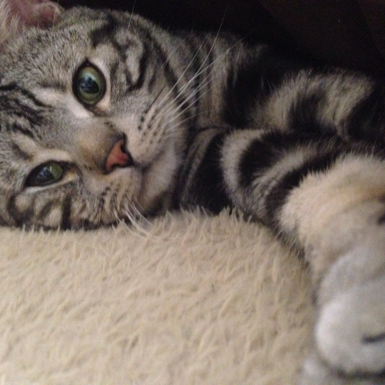 兵庫に住んでます。まこにいと申します。写真は家で飼ってる猫です。リフォロー100％致します。どうぞよろしくお願いします。本垢 @MiyaokaM