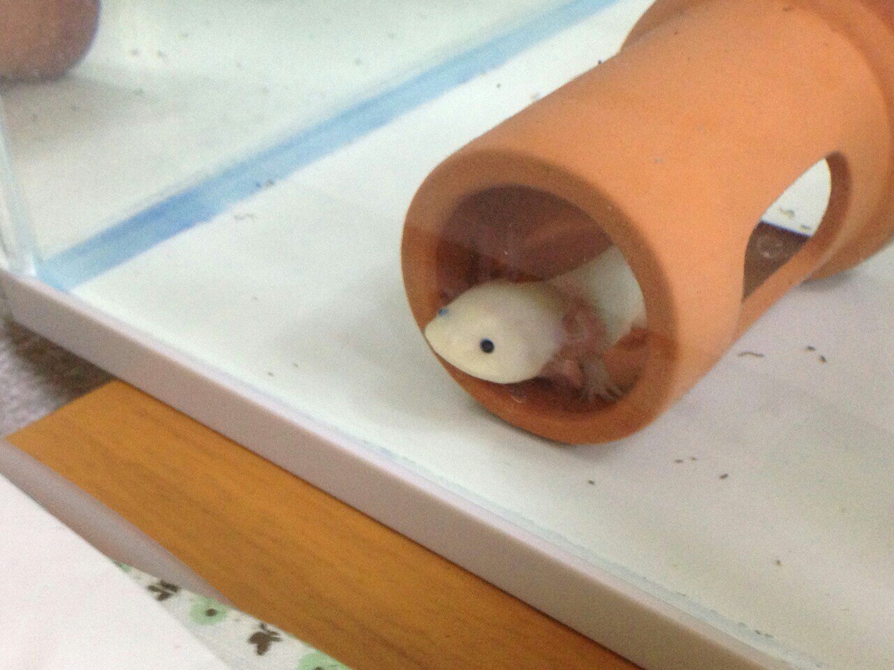 manjirou_cute's profile picture. 地球に溢れろウーパールーパー
👶🎀5y&1y
よろしくね
キモオタ⭐️アカウントだよ（三十路↑）腐