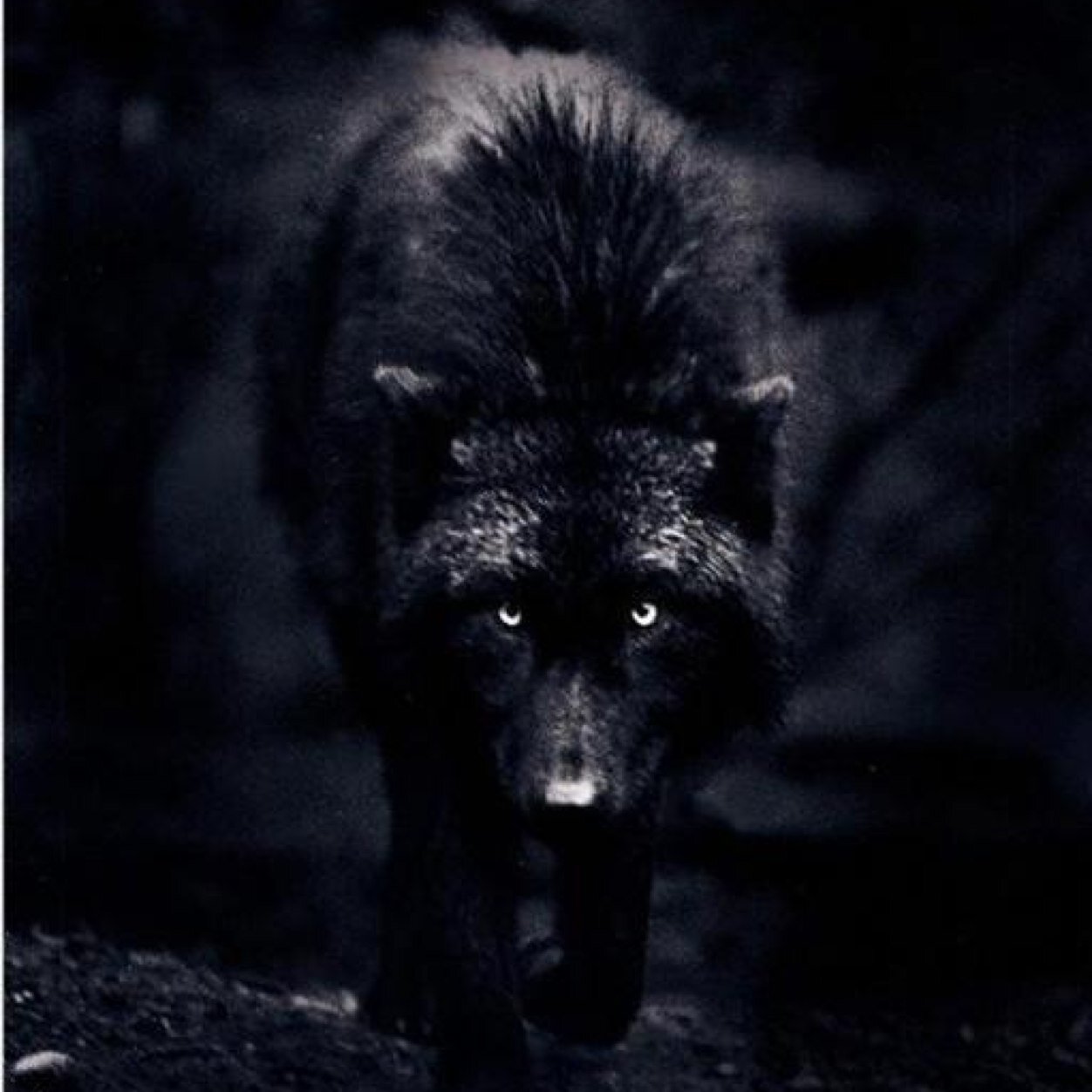 Darkenedsoul5's profile picture. Hey im Dark Soul and i live in a pack of 26 wolves. Mate:@Keisha_woods50 Pup:@Bridgetfighter I'll protect them no matter what. Hurt them you die!
