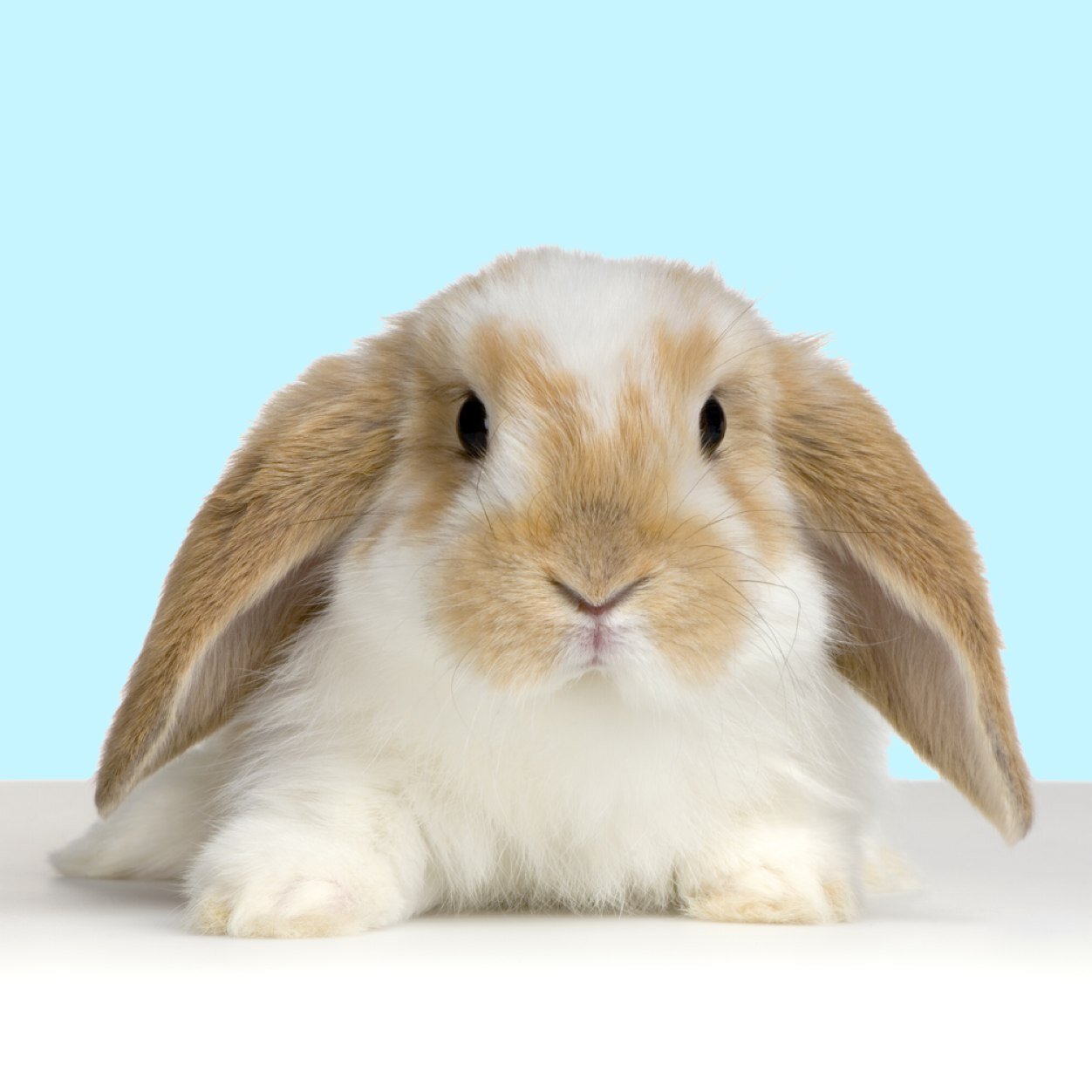 bunnybuddhism Profile Picture