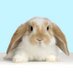 Bunny Buddhism (@bunnybuddhism) Twitter profile photo Bunny Buddhism (@bunnybuddhism) Twitter profile photo