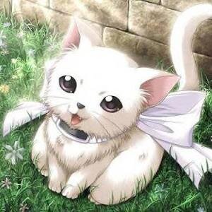 amo gatos,gosto de peixe