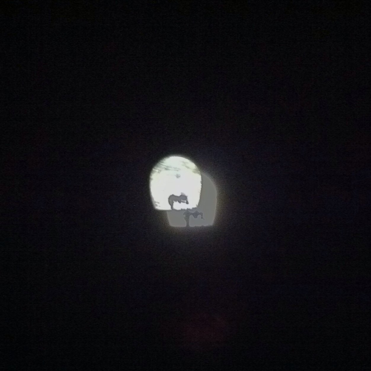 登れてない。