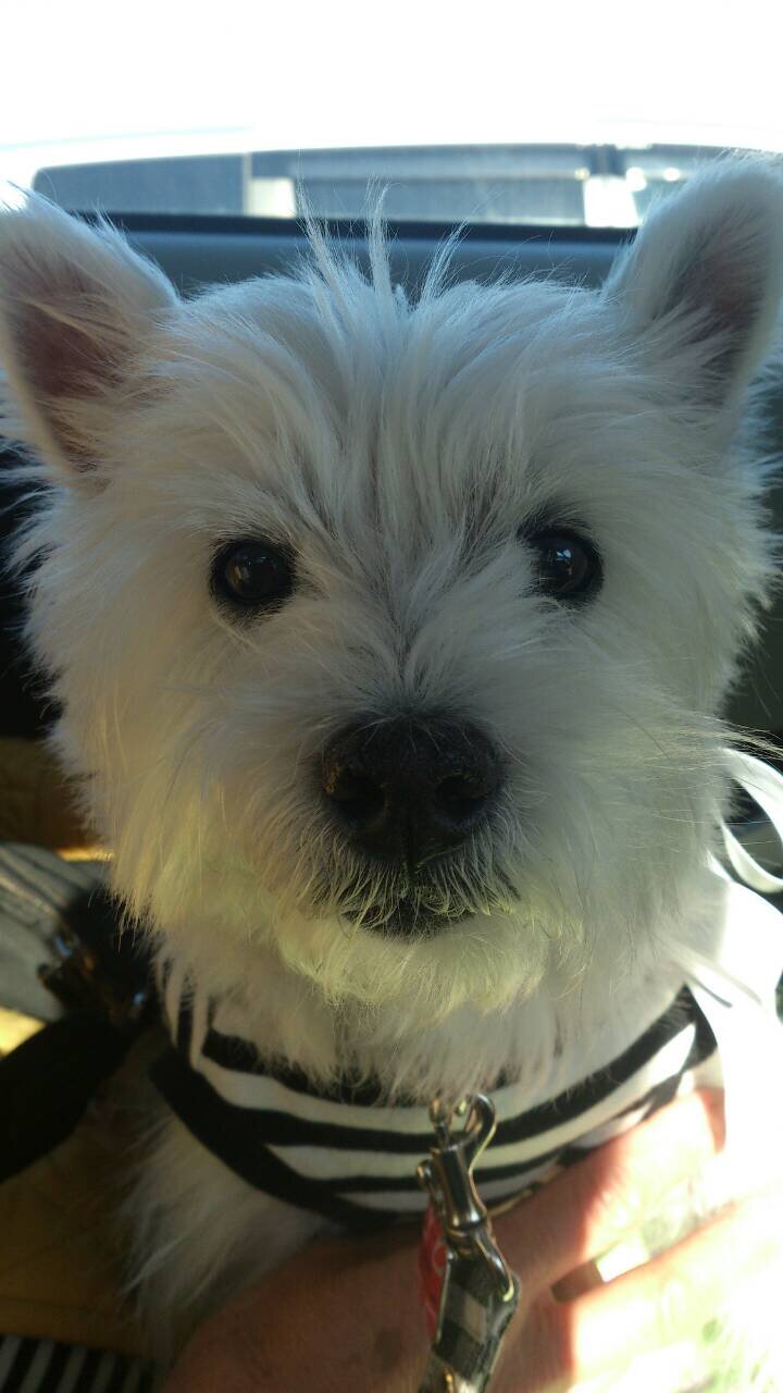 maimai5019's profile picture. サッカーはグランパス、ゆるキャラはひあゆ丸、ワンコはウェスティ(名前はミントです★)、ぷちサンプル、ガチャガチャ、プレイモービル も大好きです