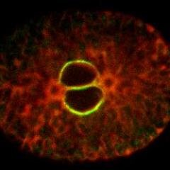 Bahmanyar lab Profile