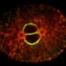 Bahmanyar lab (@bahmanyarlab) Twitter profile photo Bahmanyar lab (@bahmanyarlab) Twitter profile photo