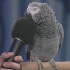 parrotseatemal's profile picture. Saying stuff that you probably won't repeat
