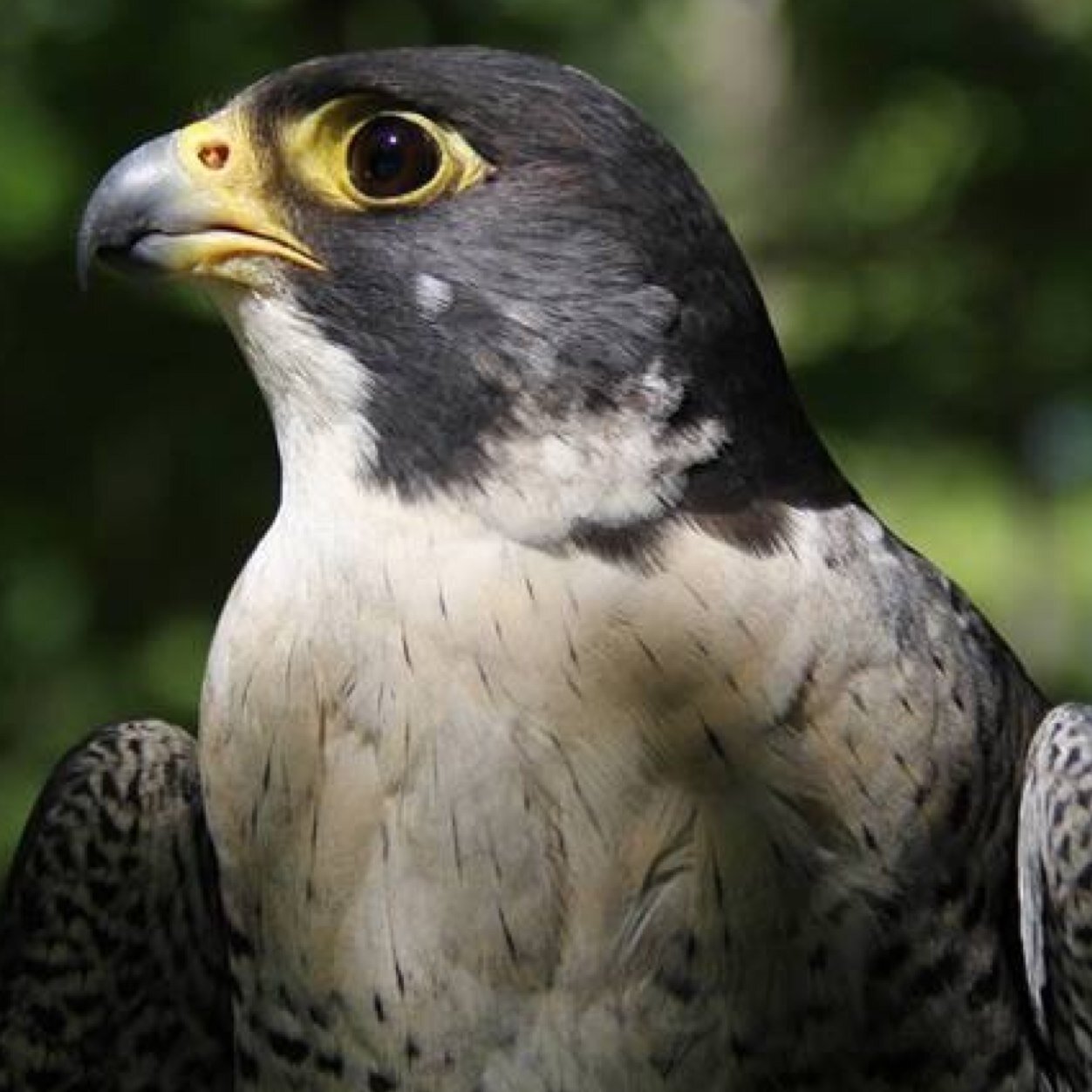 OSSC_Ontario's profile picture. 