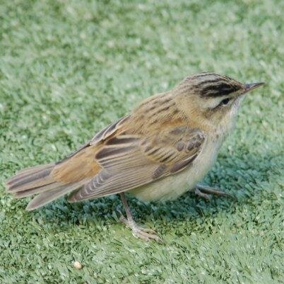 birder. livermere patchworker. freelance Ecologist , old raver , spiders. Trainee Bird ringer . festival goer