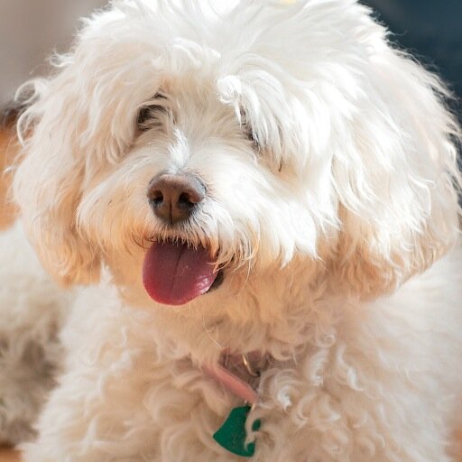 shanaschwartz's profile picture. 