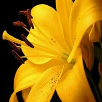   شذا الحارثي (@soso140011400) Twitter profile photo