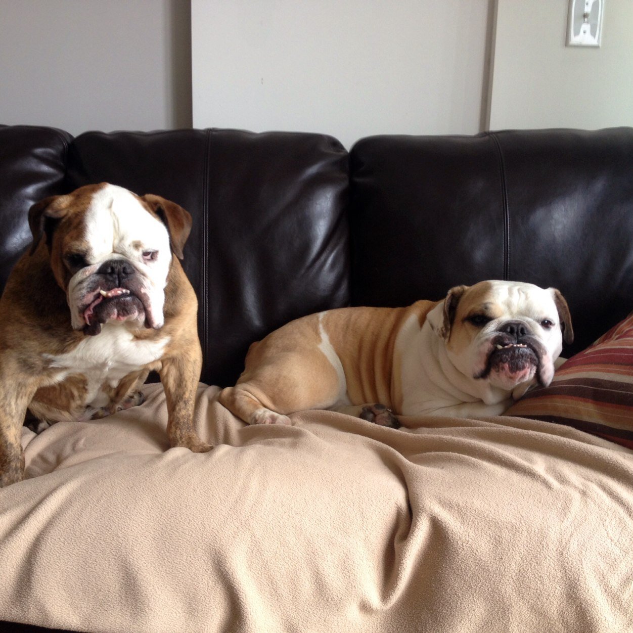 Butchrex08's profile picture. 