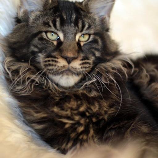 I'm the owner Maine Coon cattery. Maine Coons are the best cats in the world.
