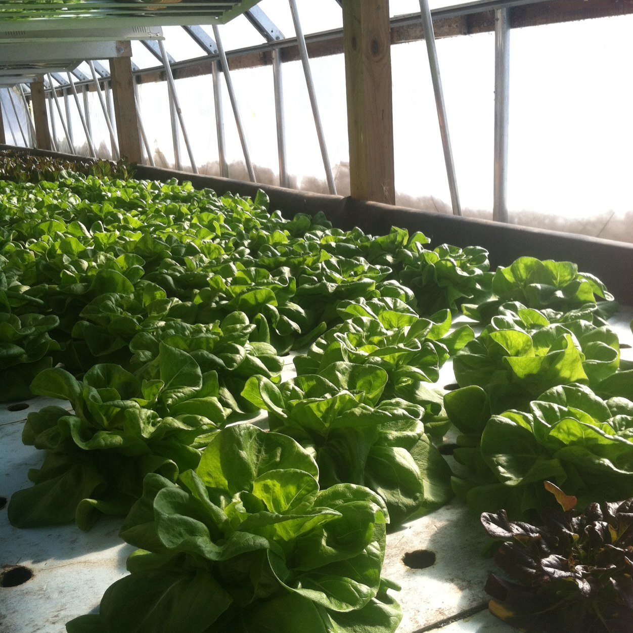 Mainstfarms's profile picture. 