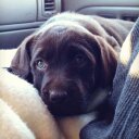 Meredith Pitt - @KnitterLove - Twitter