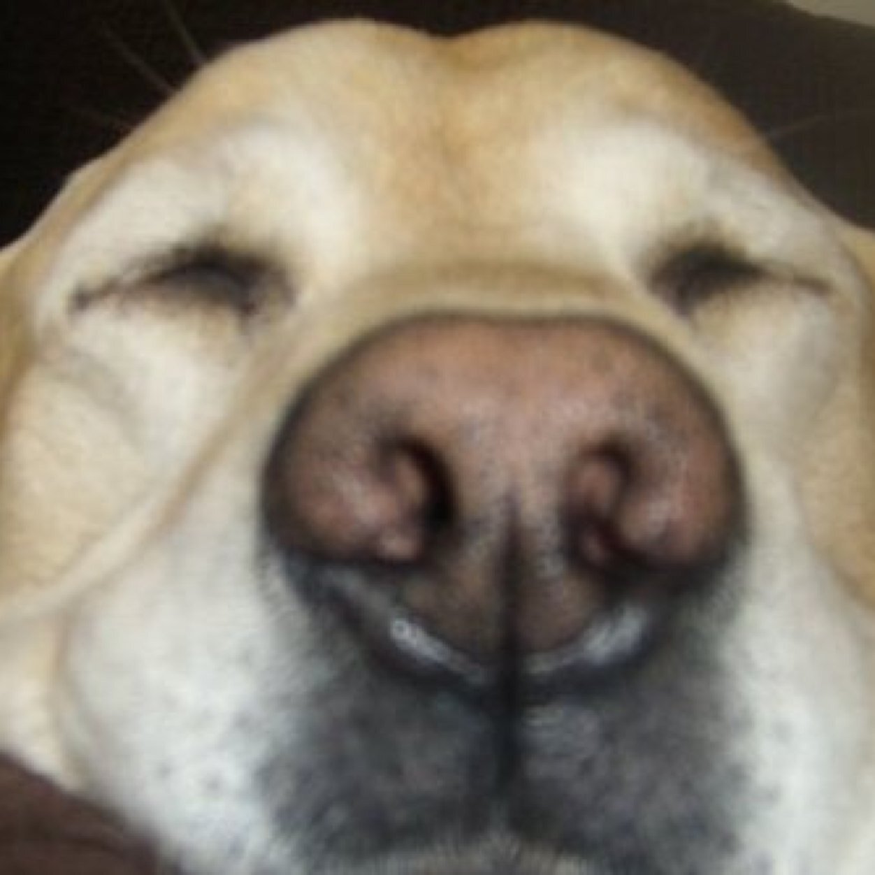 CldunnDunn's profile picture. Married 10 years this april, mum of two with four dogs, three ferrets and a few sheep. Joined the race for life 10k run in july and currently aiming to get fit