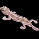 laura-jane cornwell - @blackpool1995 - Twitter