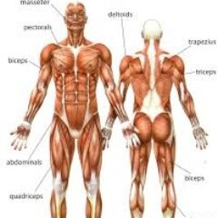 Wellness Practicioner