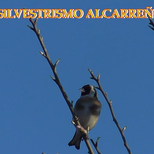 Más que una afición al silvestrismo. Foto y vídeos del silvestrismo en nuestra Alcarria. INSTAGRAM: Silvestrismo_alcarria.