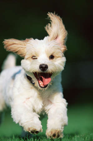 ParvoProtex is all about helping to protect the little ones your love by offering innovative protection for your pets.