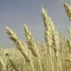 Not a sharecropper, prefer to share the crop as business school tutor and consultant - if you want my music stuff follow @mrkitebenefits