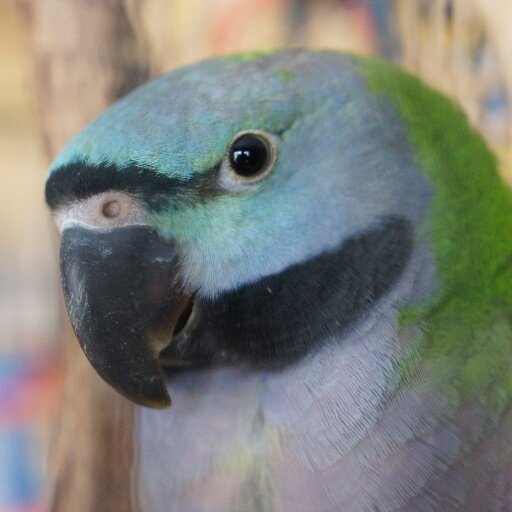 CEO Walnut Telephone Co; BMW, Lotus, MG driver; native environment enthusiast; photographer; moviegoer; tech geek; Formula 1 fan; parrot owner/ownee