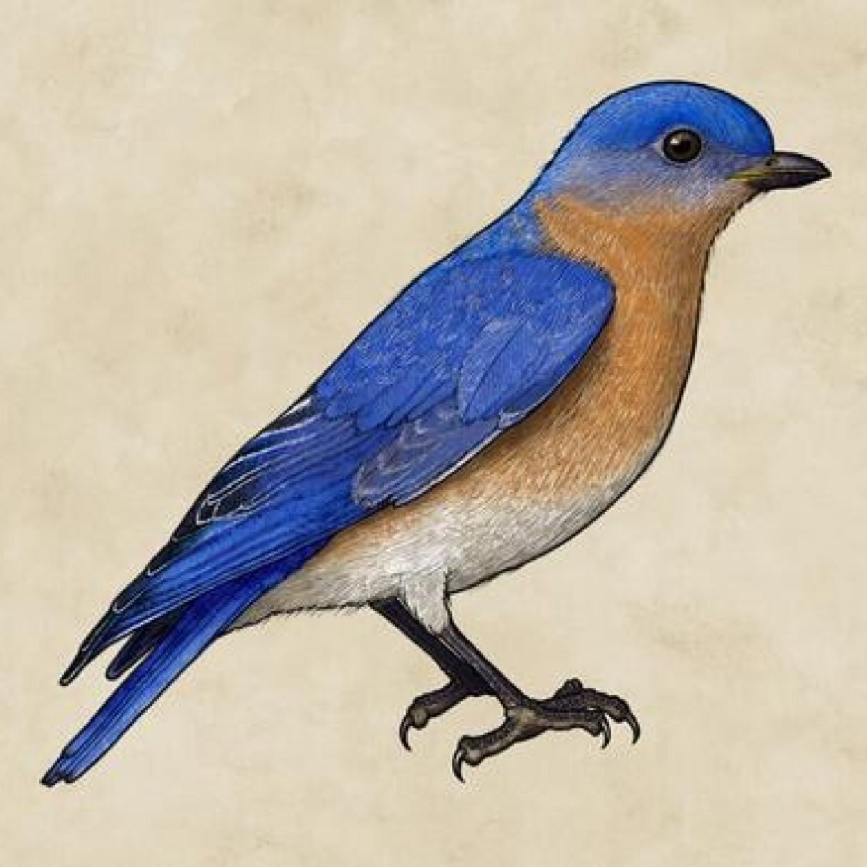 tekirkediii's profile picture. 