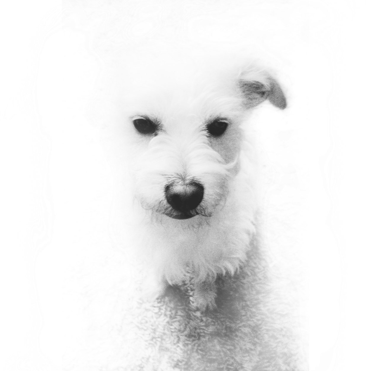 johnnythemutt's profile picture. I'm a mop without a handle at @onswipe