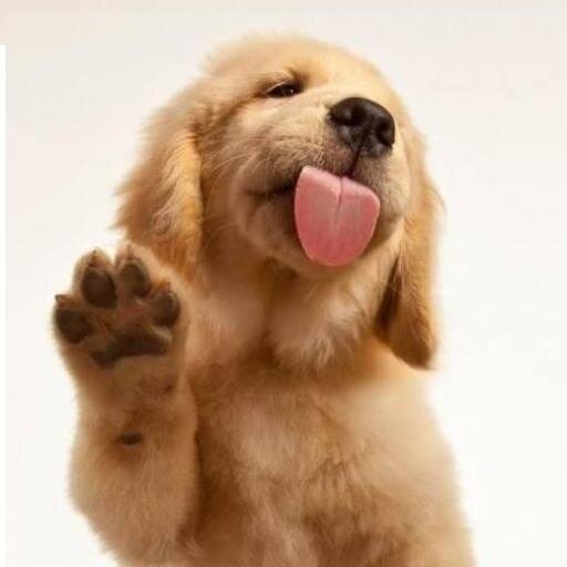 Dog Training tips
