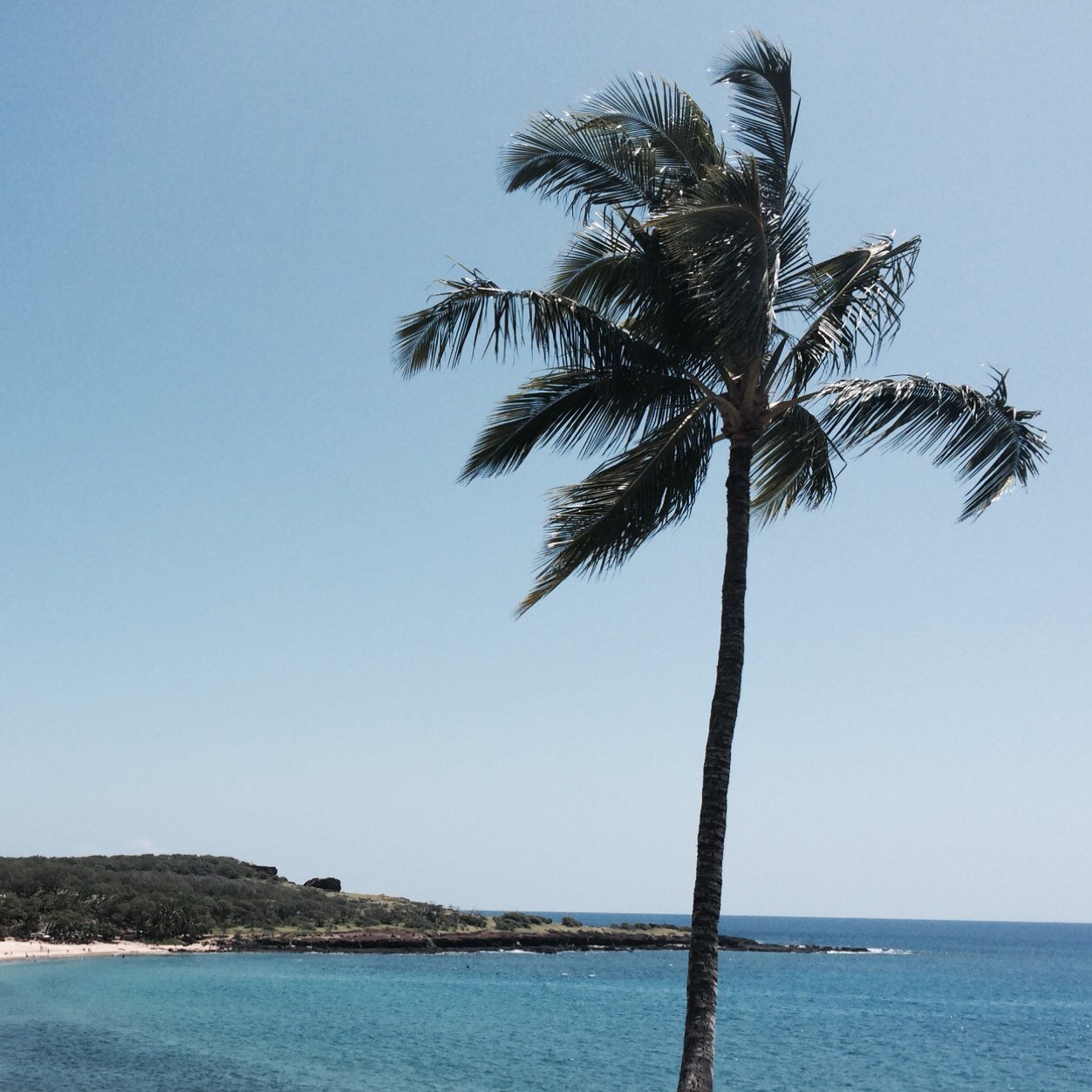 HawaiiClipper's profile picture. 