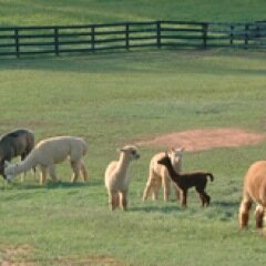 Located in Orange County, Virginia among the historical battlefields of the Civil War, is WoodlynneFarm #alpaca: http://t.co/qk31G9MnyE