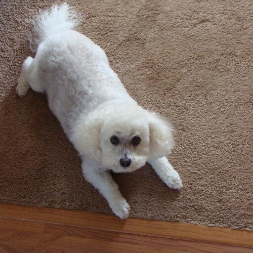 OnPointDogs's profile picture. 