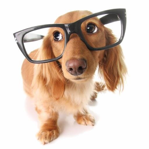 fun likes minions and dogs and AWESOME!