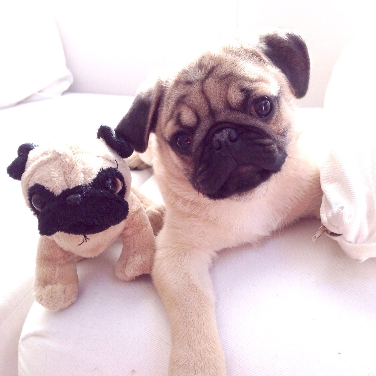 otis the pug otis the pug walsh otisthepugwalsh otis the pug otis the pug walsh otisthepugwalsh
