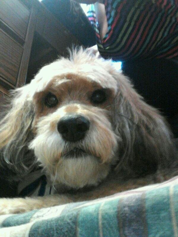 ChasinBunnies's profile picture. walk lover, rabbit chaser, pupperoni eater, I'm just about havin' a good time and takin' a nap