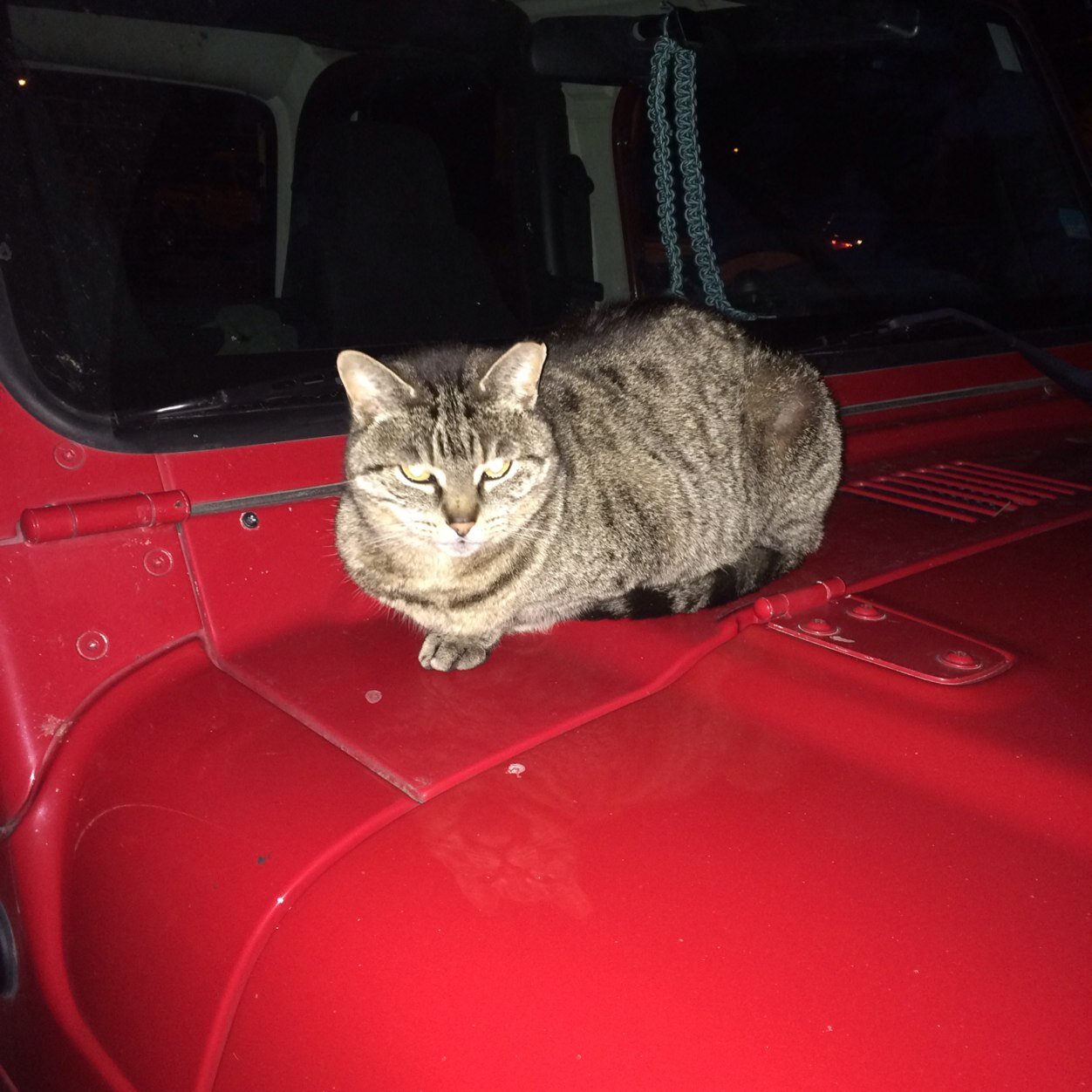 Not_my_cat's profile picture. 