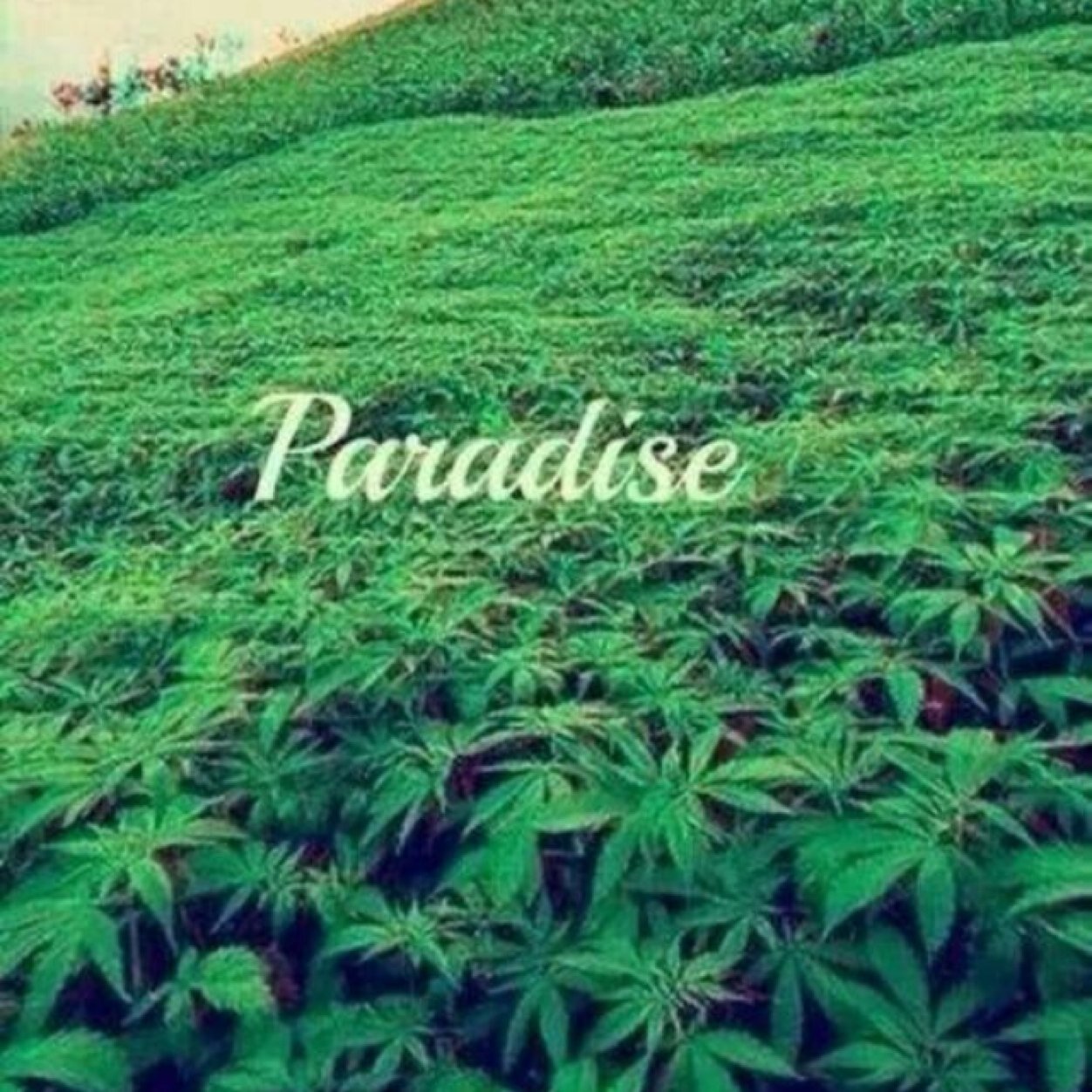 Horny_Stoner_'s profile picture. Fuck me hard and smoke me out.